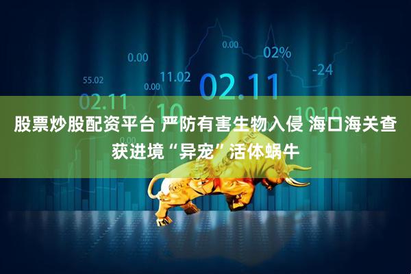 股票炒股配资平台 严防有害生物入侵 海口海关查获进境“异宠”活体蜗牛